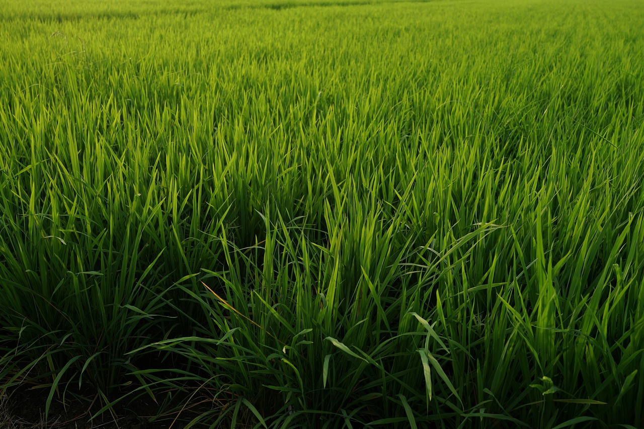 Image - padi fields rice production malaysia