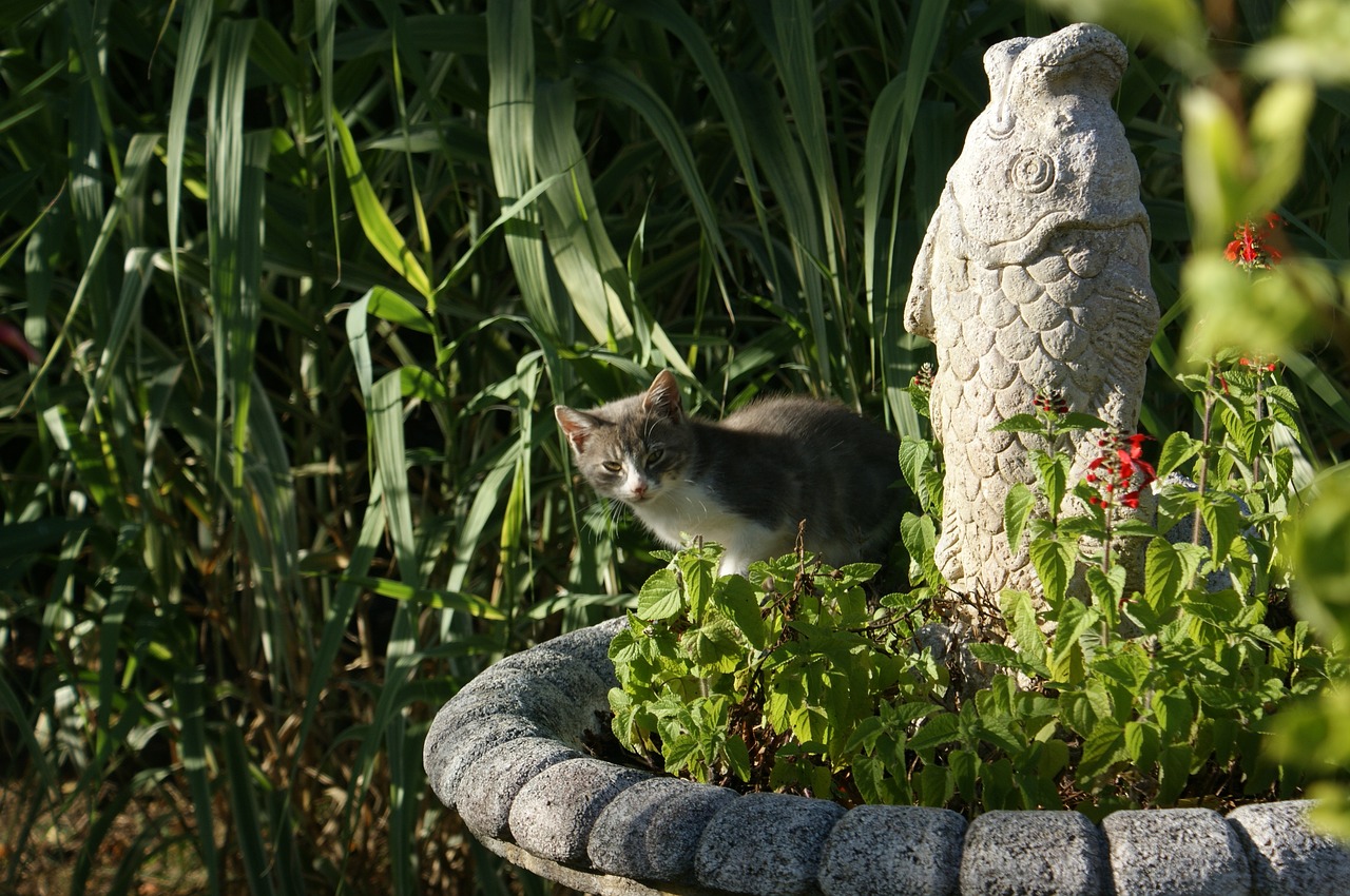 Image - cat hidden fish statue