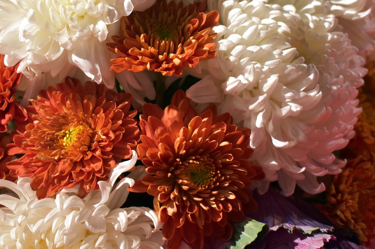 Image - chrysanthemum bouquet flowers bloom