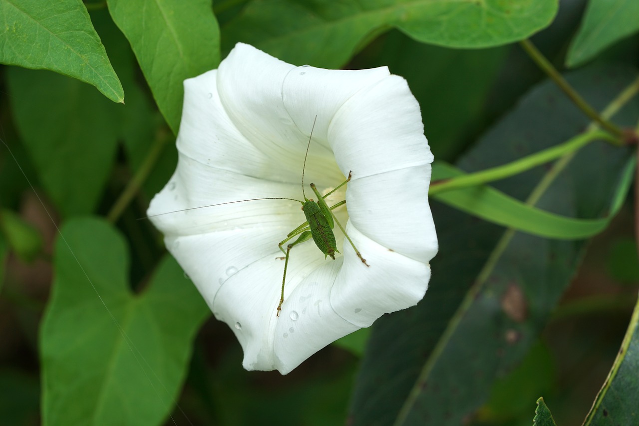 Image - macro bindweed grasshopper flower