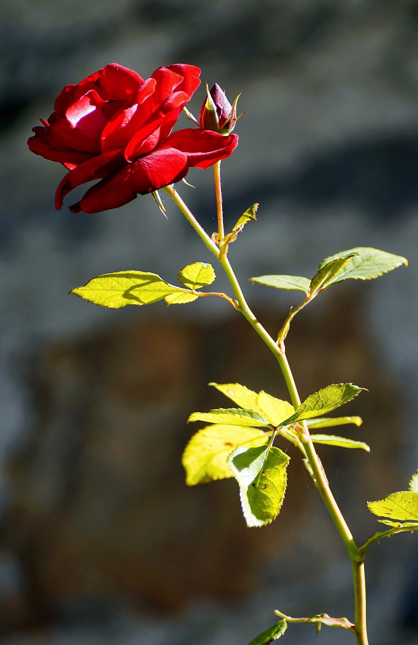 Image - rose free land rose flower red