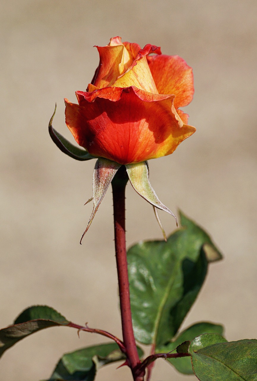 Image - rose orange yellow blossom bloom