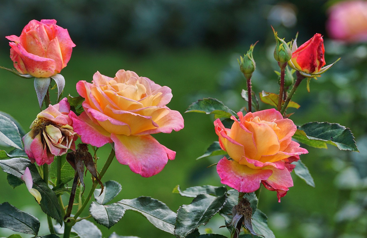 Image - roses pink yellow blossom bloom