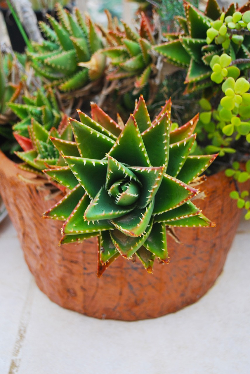 Image - cactus flower malta green plant