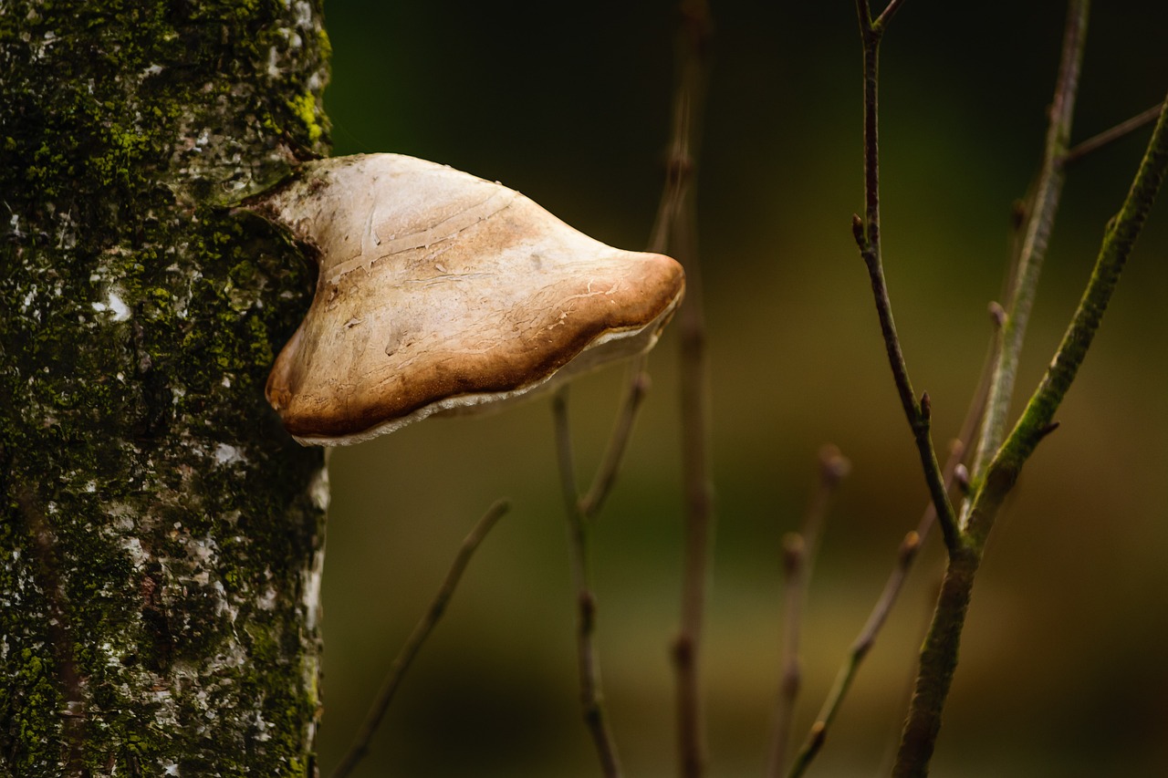 Image - mushroom tree baumschwamm nature