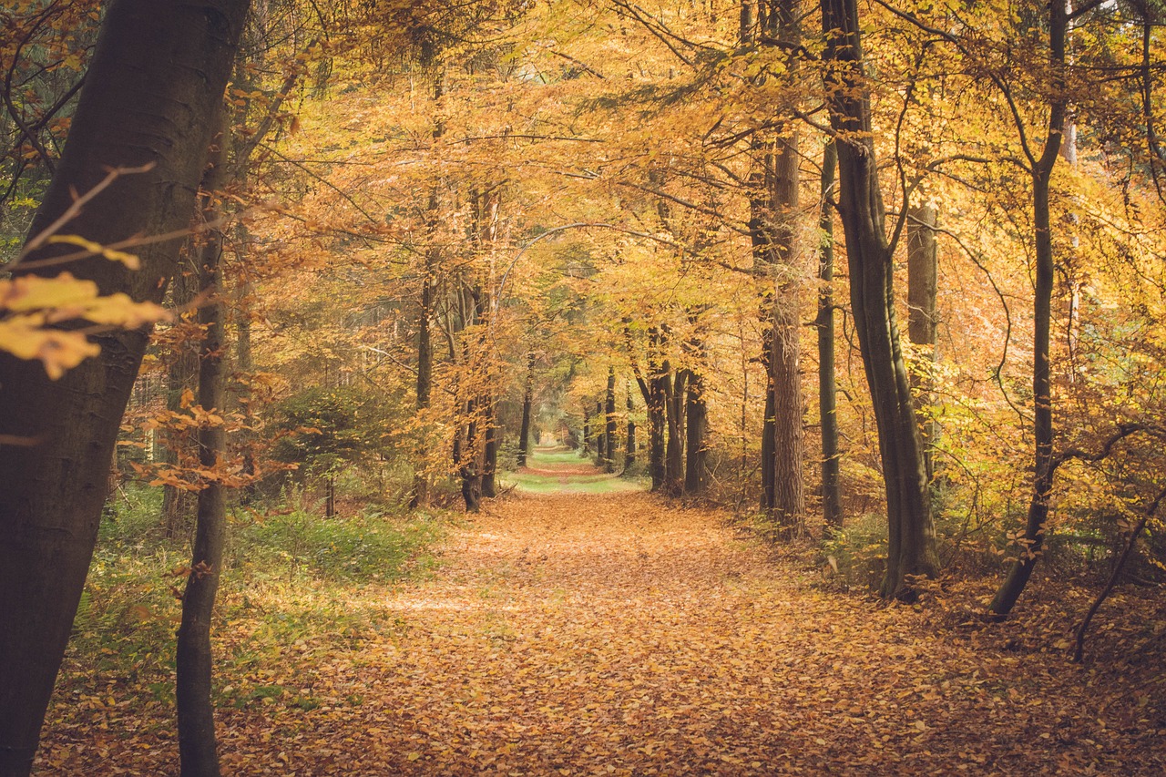 Image - autumn forest leaves forest floor