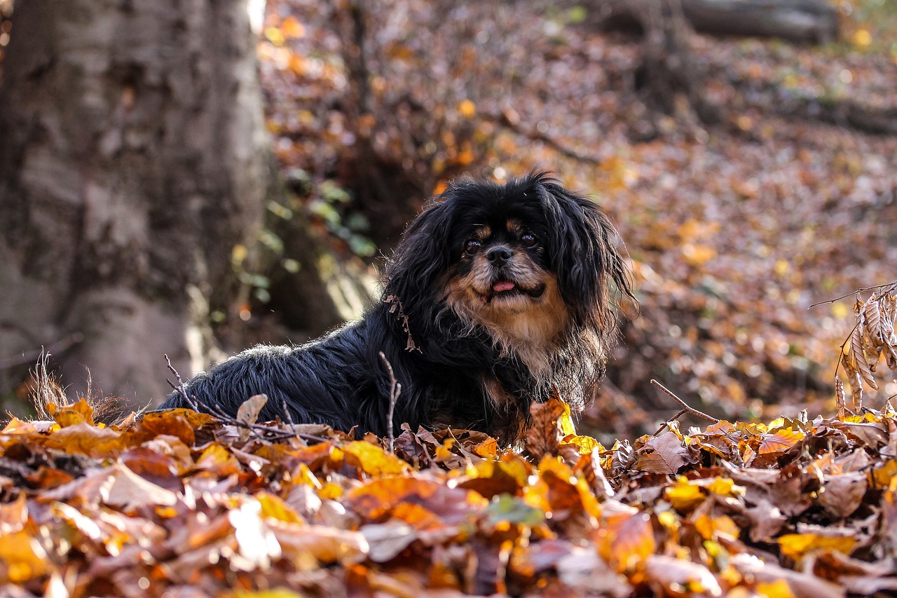 Image - dog autumn still life autumn mood