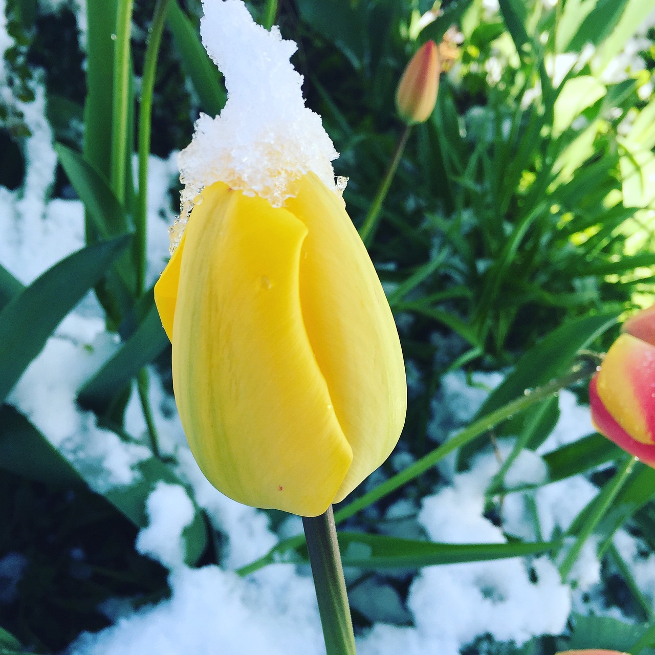 Image - tulip flower winter snow cold ice