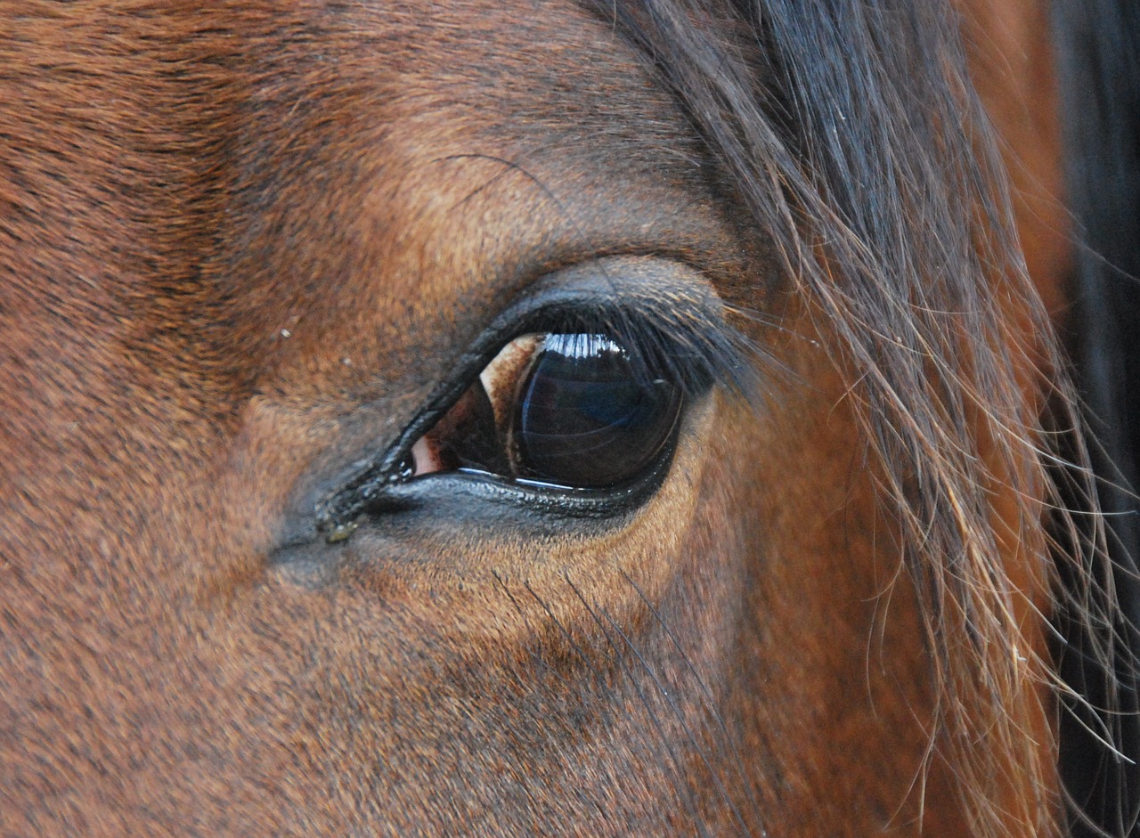 Image - animal nature horse eye view