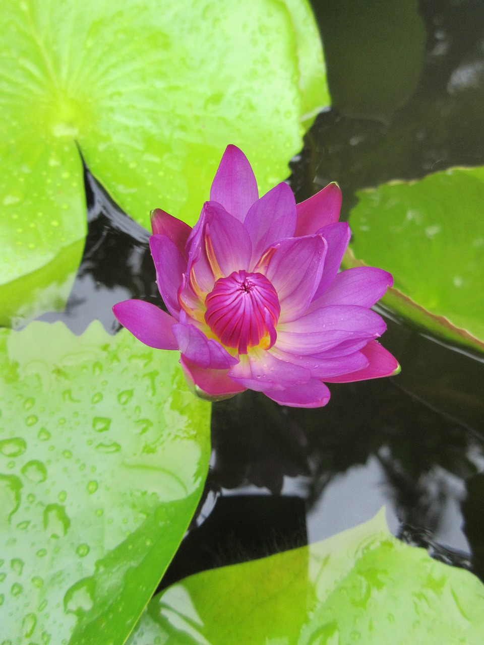 Image - water lily pond environment exotic