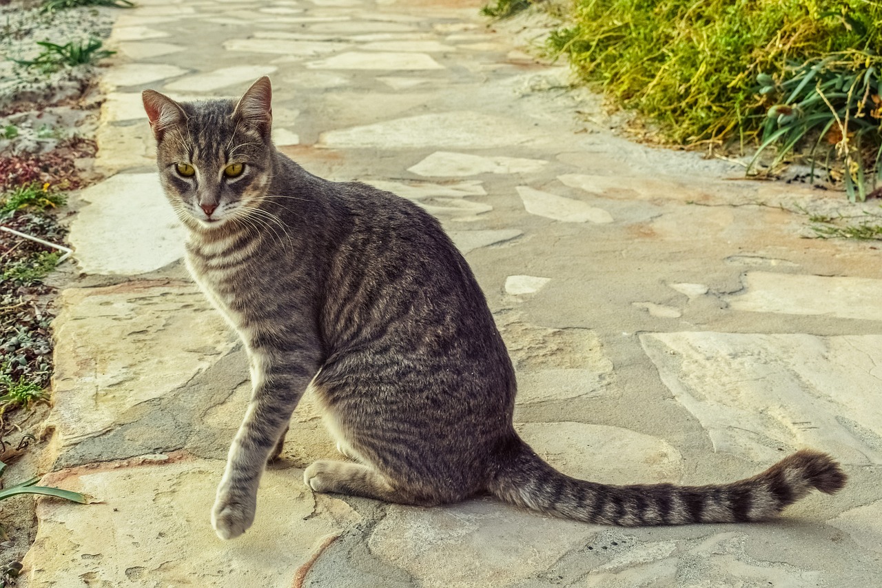 Image - cat stray tabby animal looking