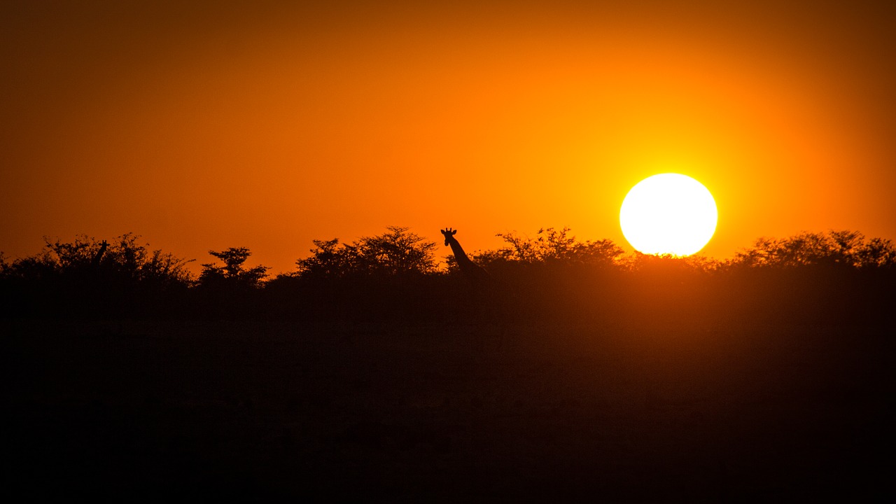 Image - namibia wildlife africa etosha