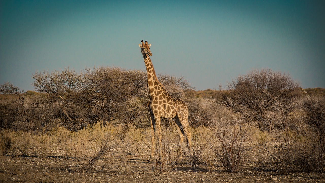 Image - namibia wildlife africa etosha