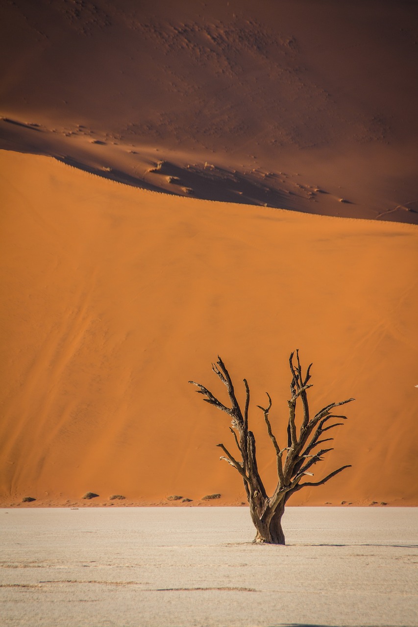 Image - namibia wildlife africa landscape