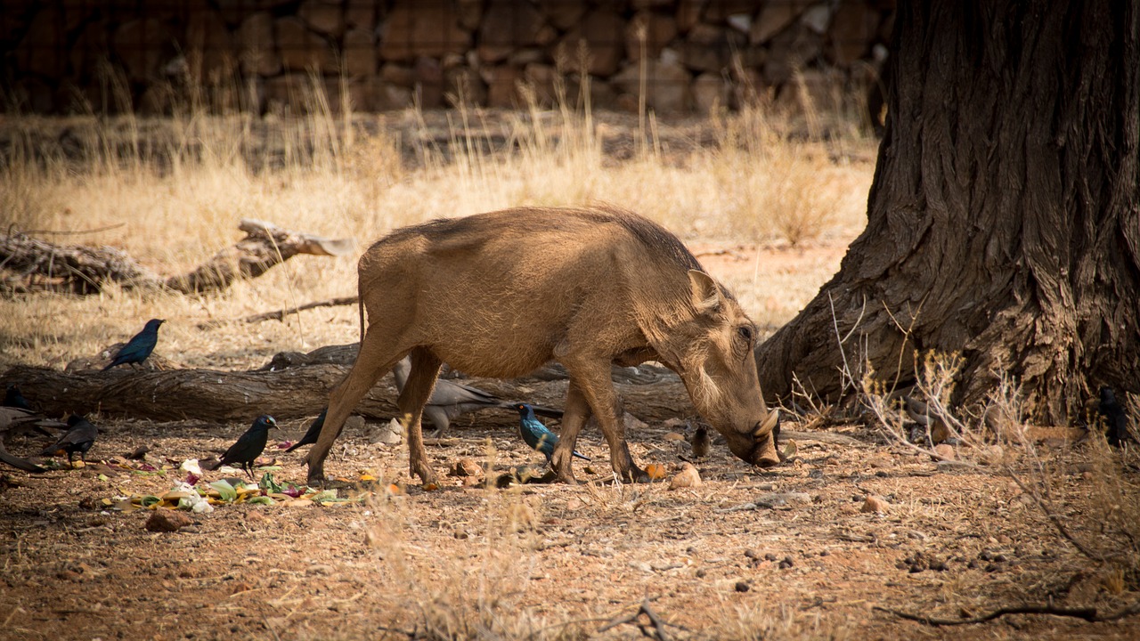 Image - namibia wildlife africa landscape