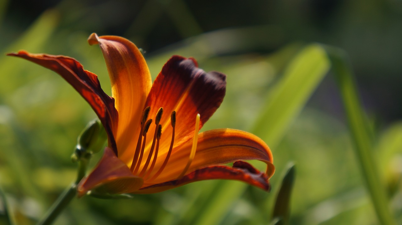 Image - flower macro nature flowers