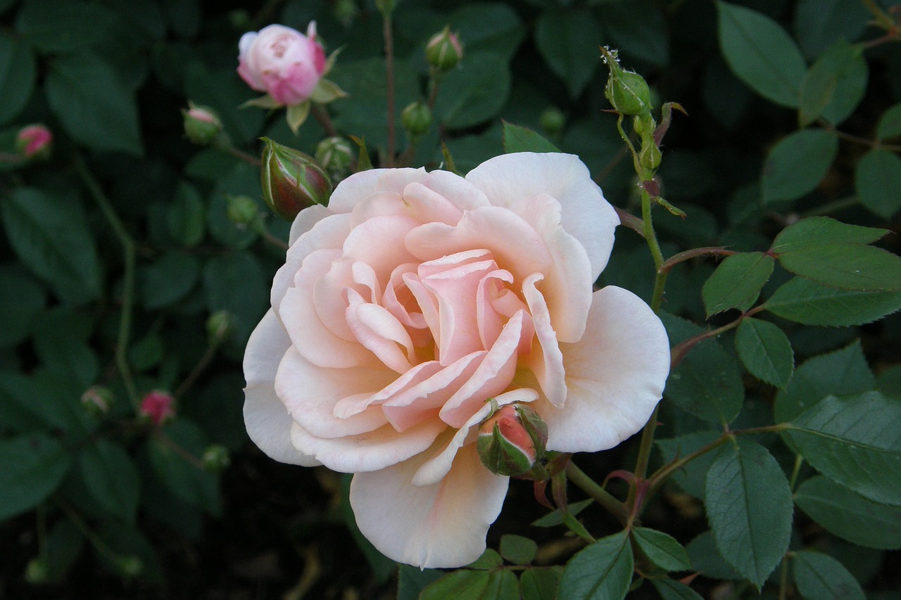 Image - floribunda aprikola small shrub rose