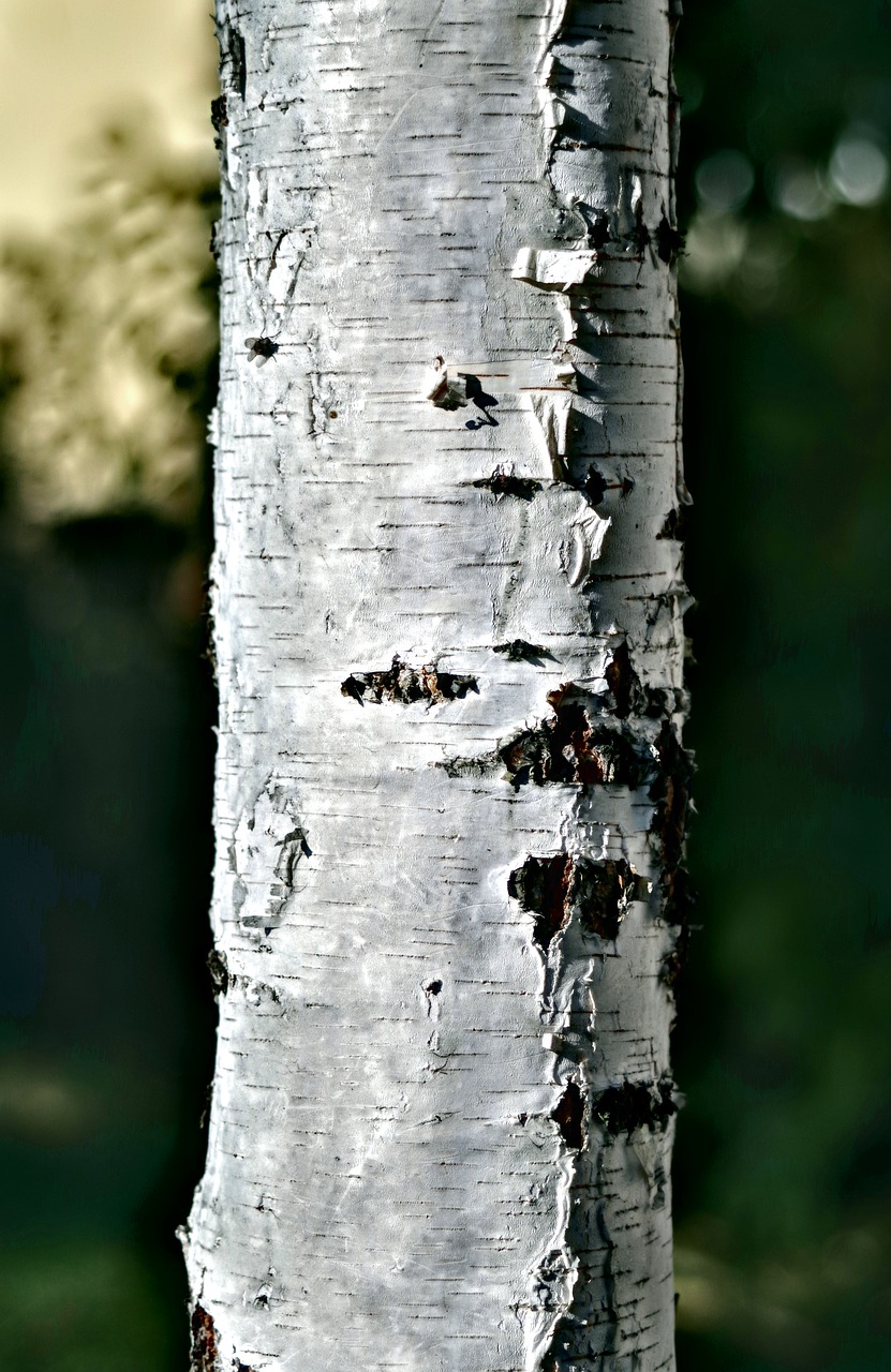 Image - birch trunk tree photo hdr
