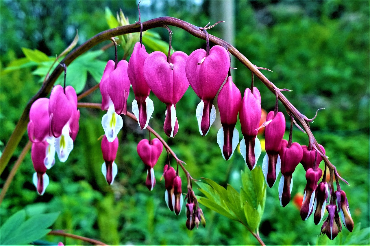 Image - flowers heart love garden romantic