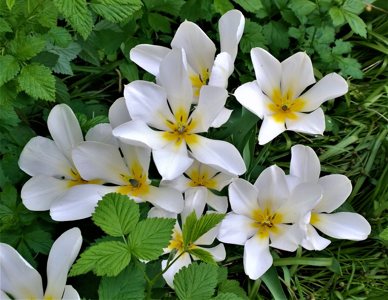 Image - tulips flowers garden spring