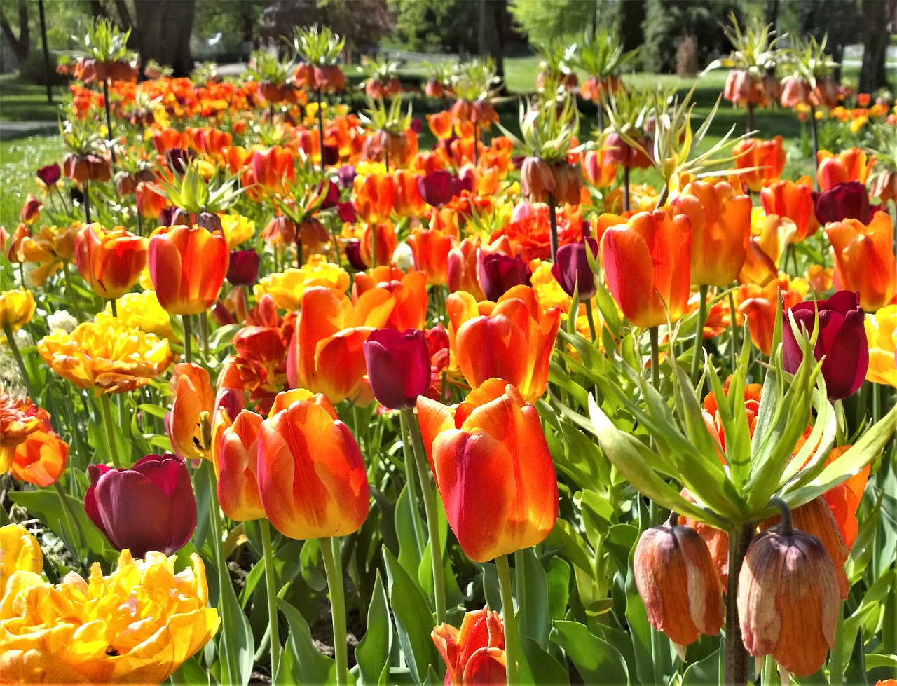 Image - tulips flowers spring garden park