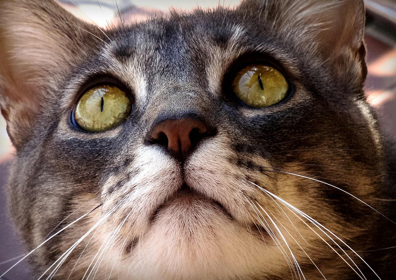 Image - cat cats feline felines animal