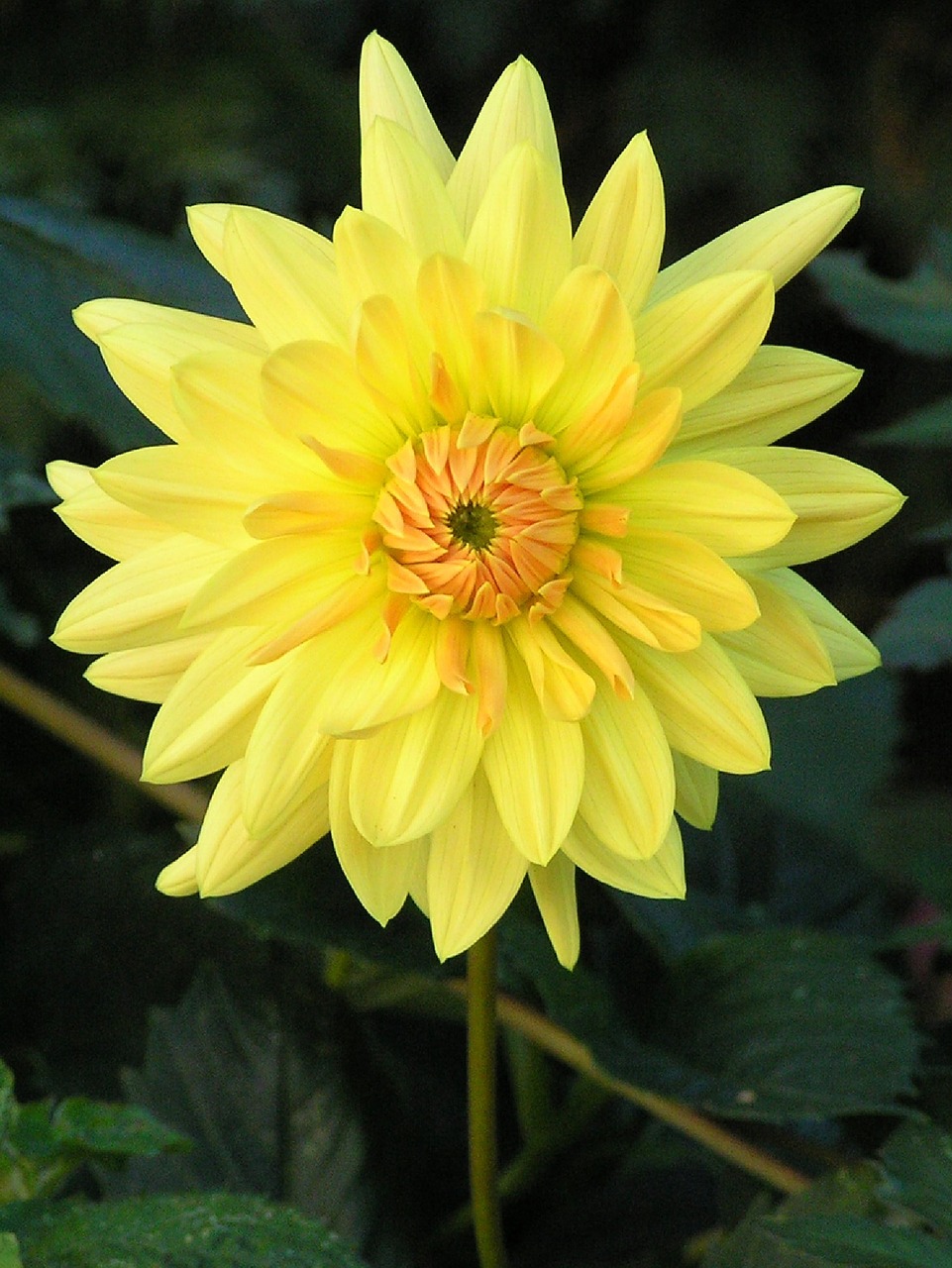 Image - flower garden nature plant summer