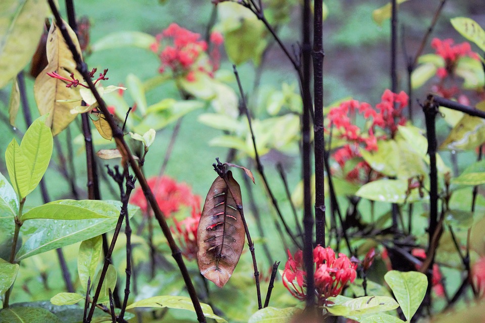 Image - leaves flower garden