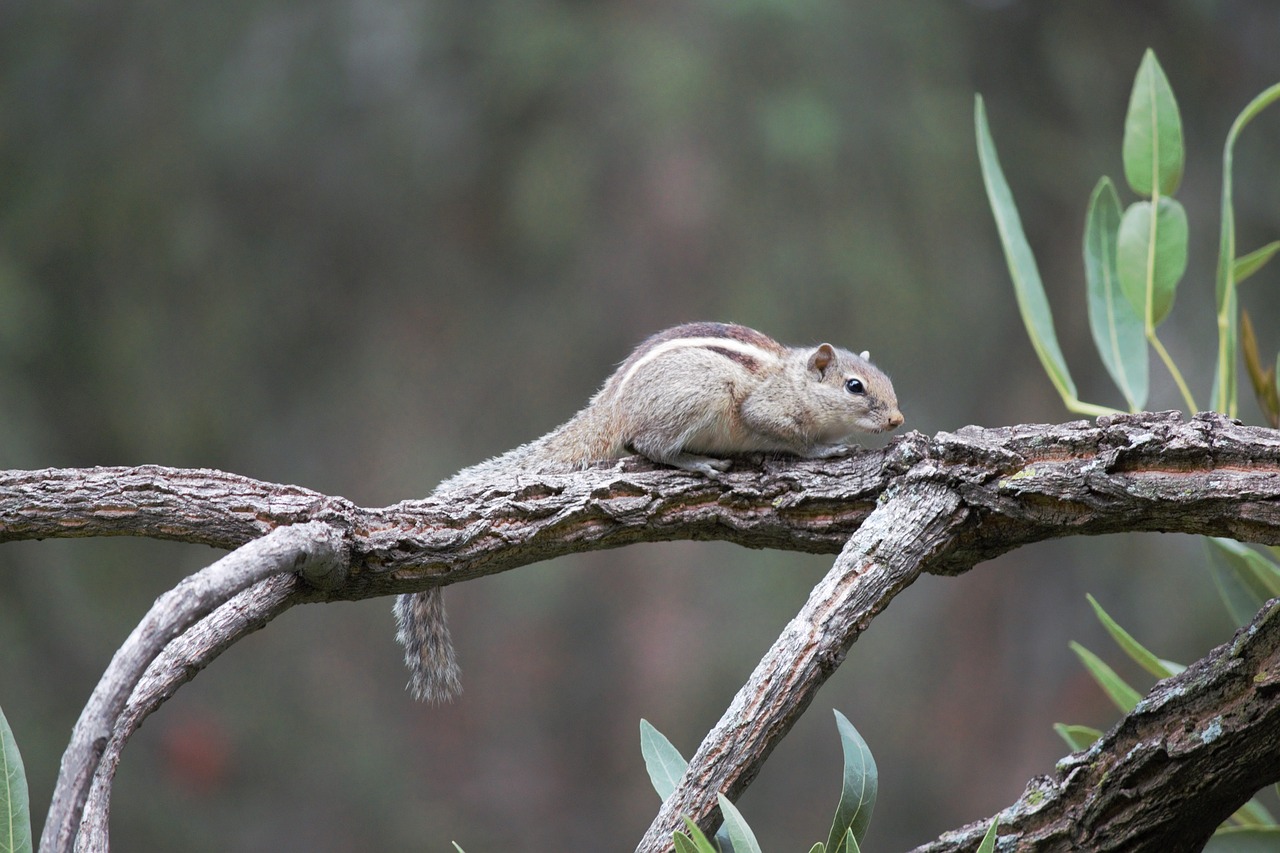 Image - squirrel garden branch animal