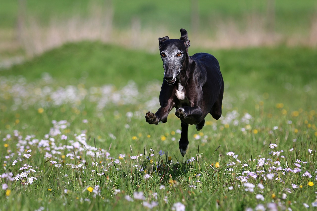 Image - galgo race joy of life