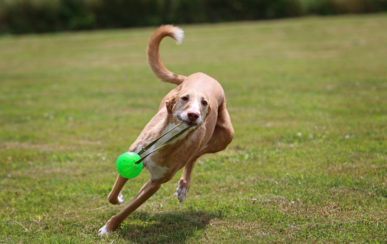 Image - podenco andaluz ball game