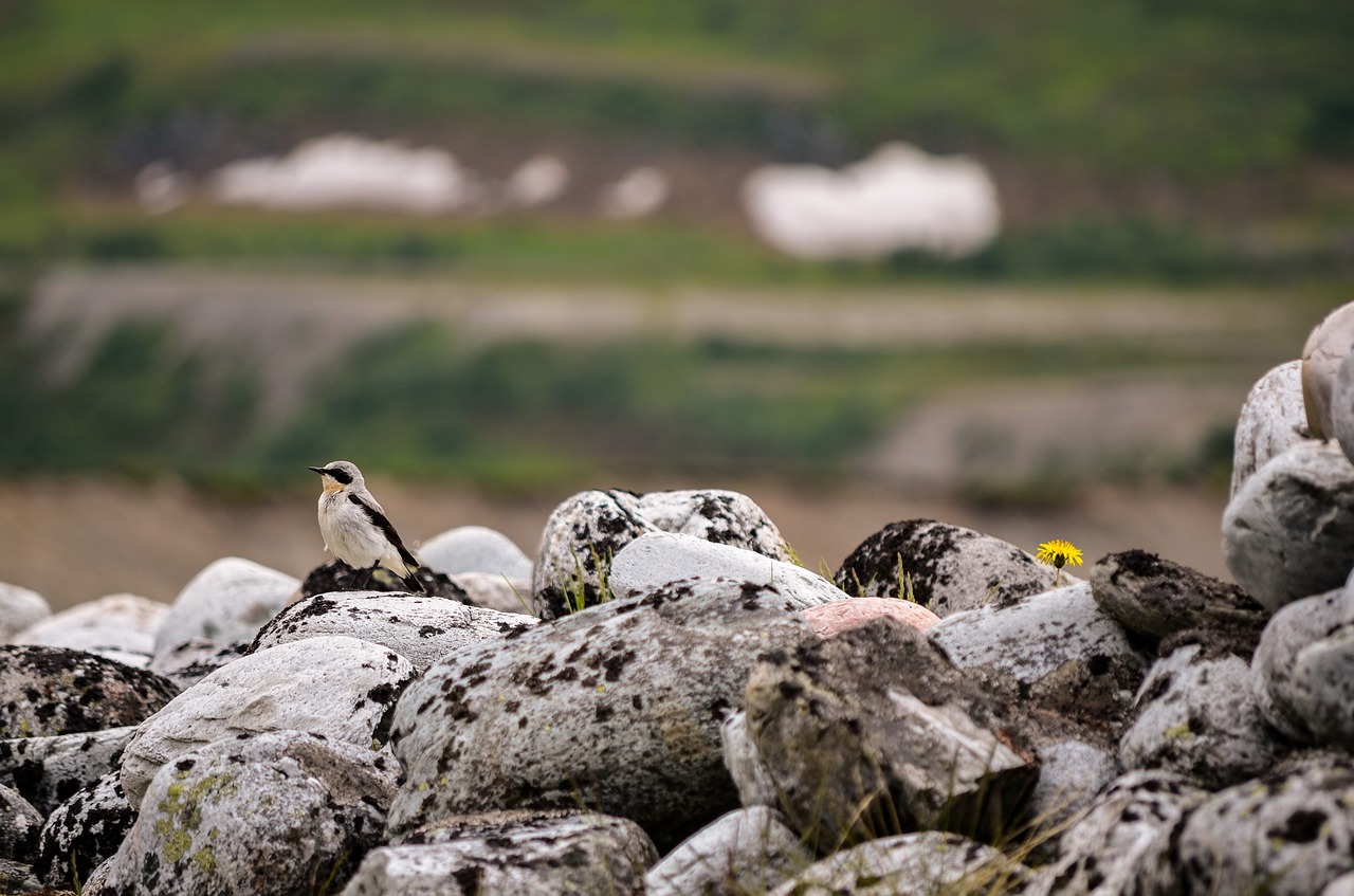 Image - stone pocket oenanthe bird