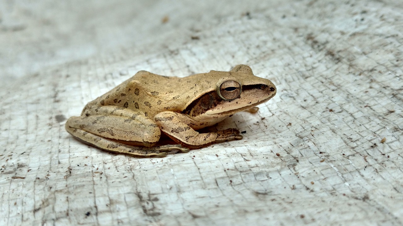 Image - shot on moto x play frog amphibian