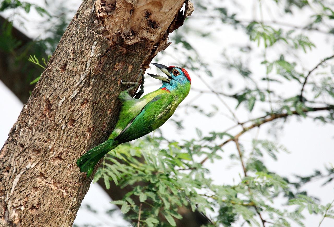 Image - bird mother needs tree mom father