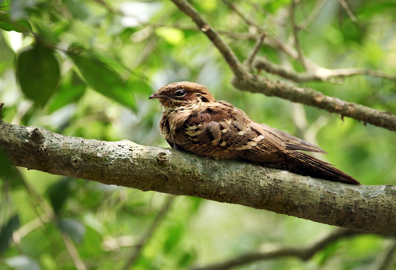 Image - bird mother needs tree mom father