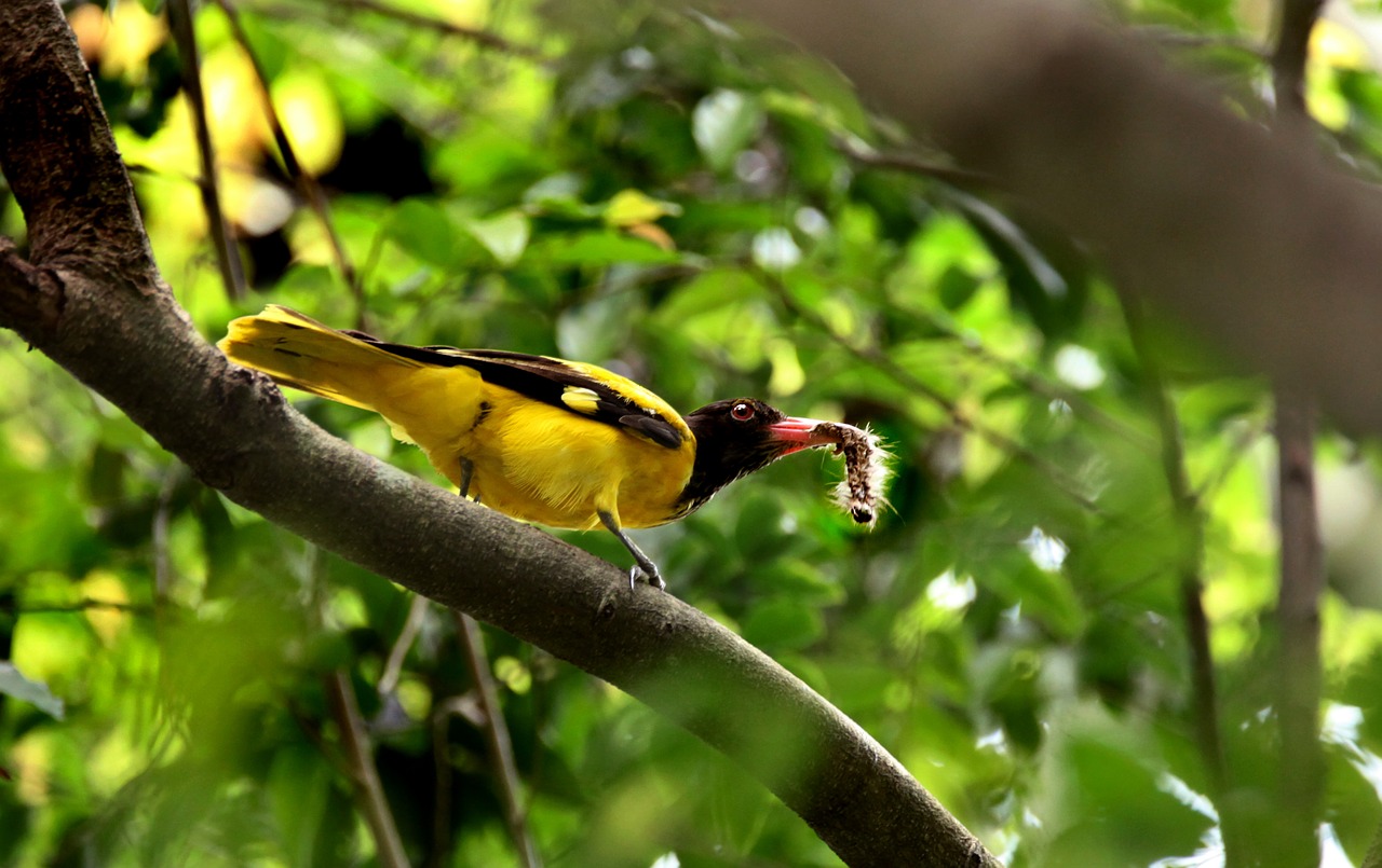 Image - bird mother needs tree mom father