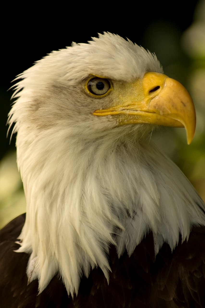 Image - white headed eagle