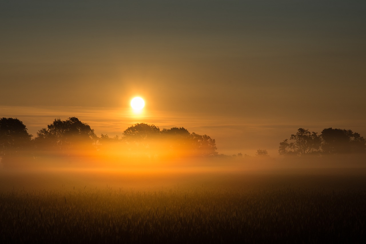 Image - sunrise fog field trees morning