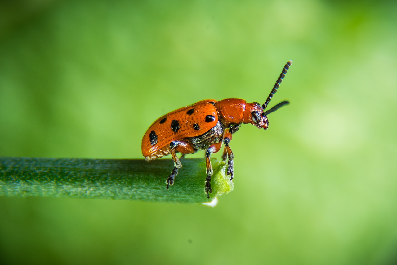 Image - beetle rape beetle insect