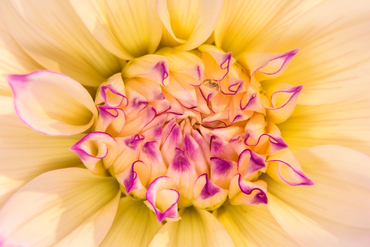 Image - flower blossom bloom dahlia