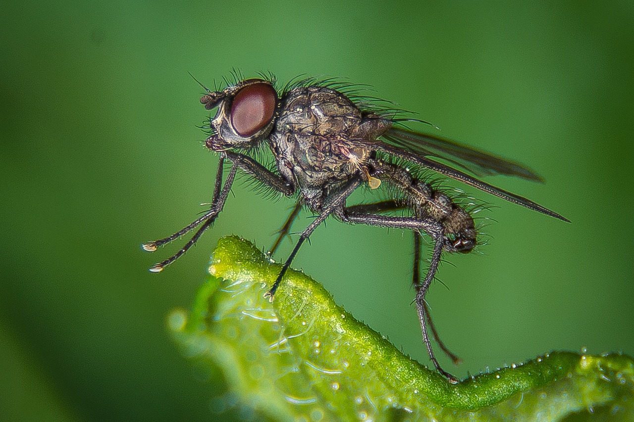 Image - fly macro public record insect