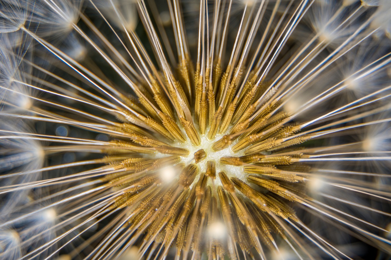 Image - dandelion macro close nature seeds