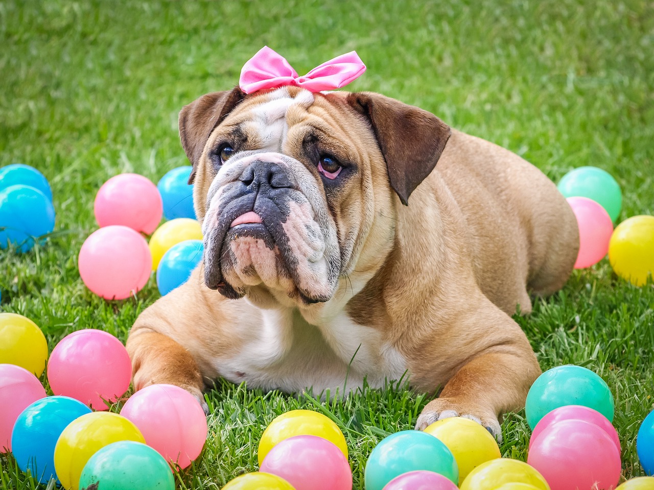 Image - bulldog cute easter animal dog