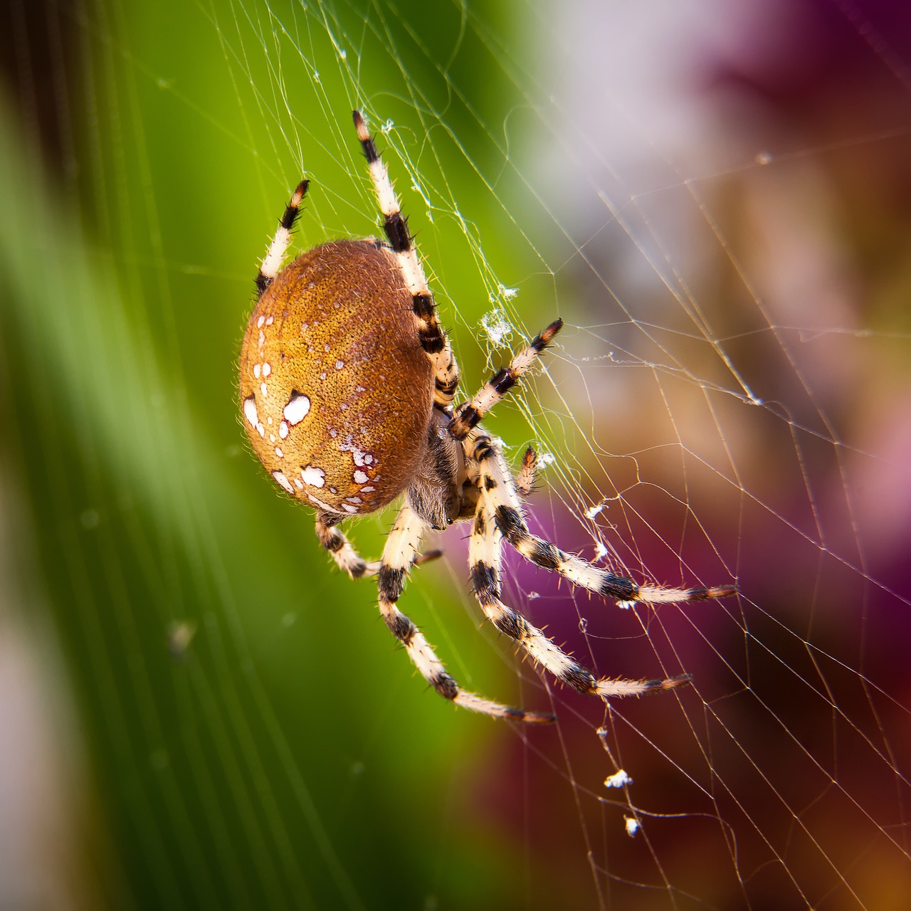 Image - spider macro four stain kreuzspinne