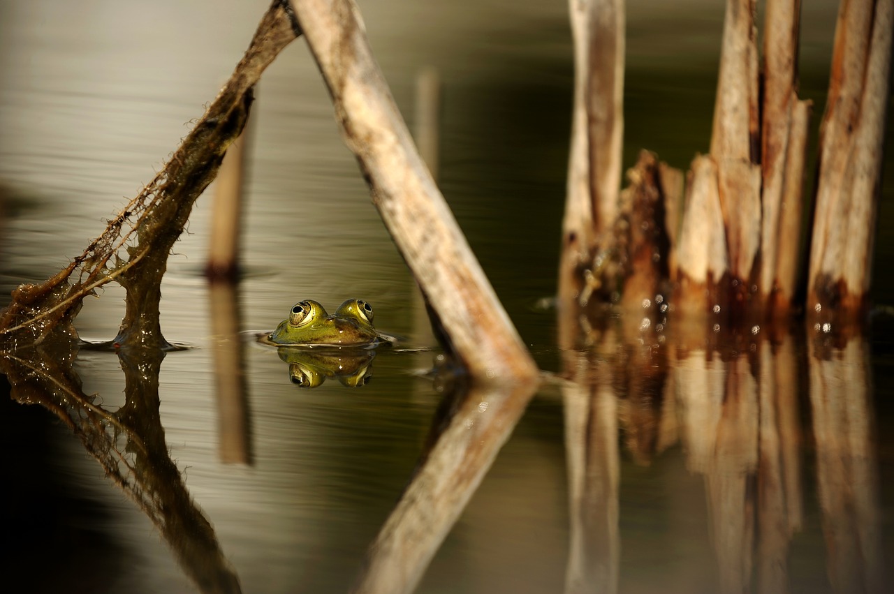 Image - frog water pond reed mirroring