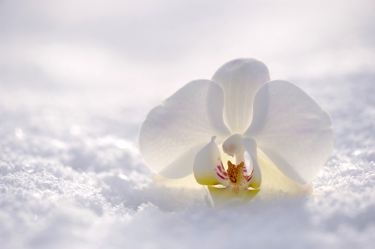 Image - orchid flower blossom bloom nature