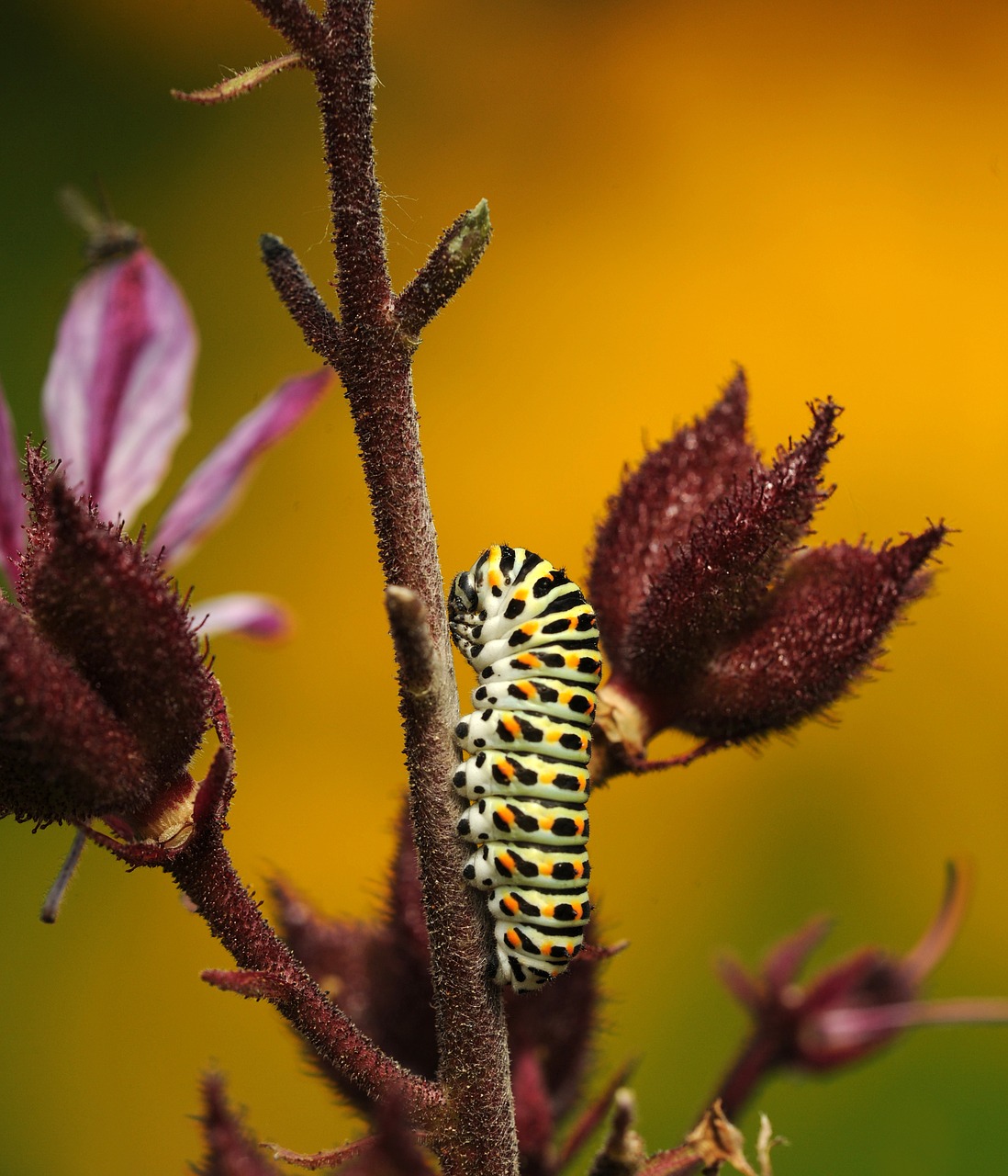 Image - caterpillar butterfly dovetail