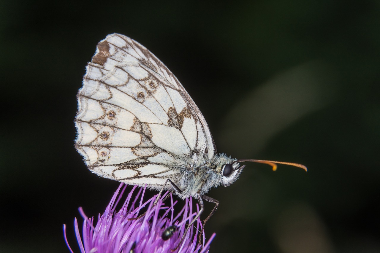 Image - butterfly macro small chess board