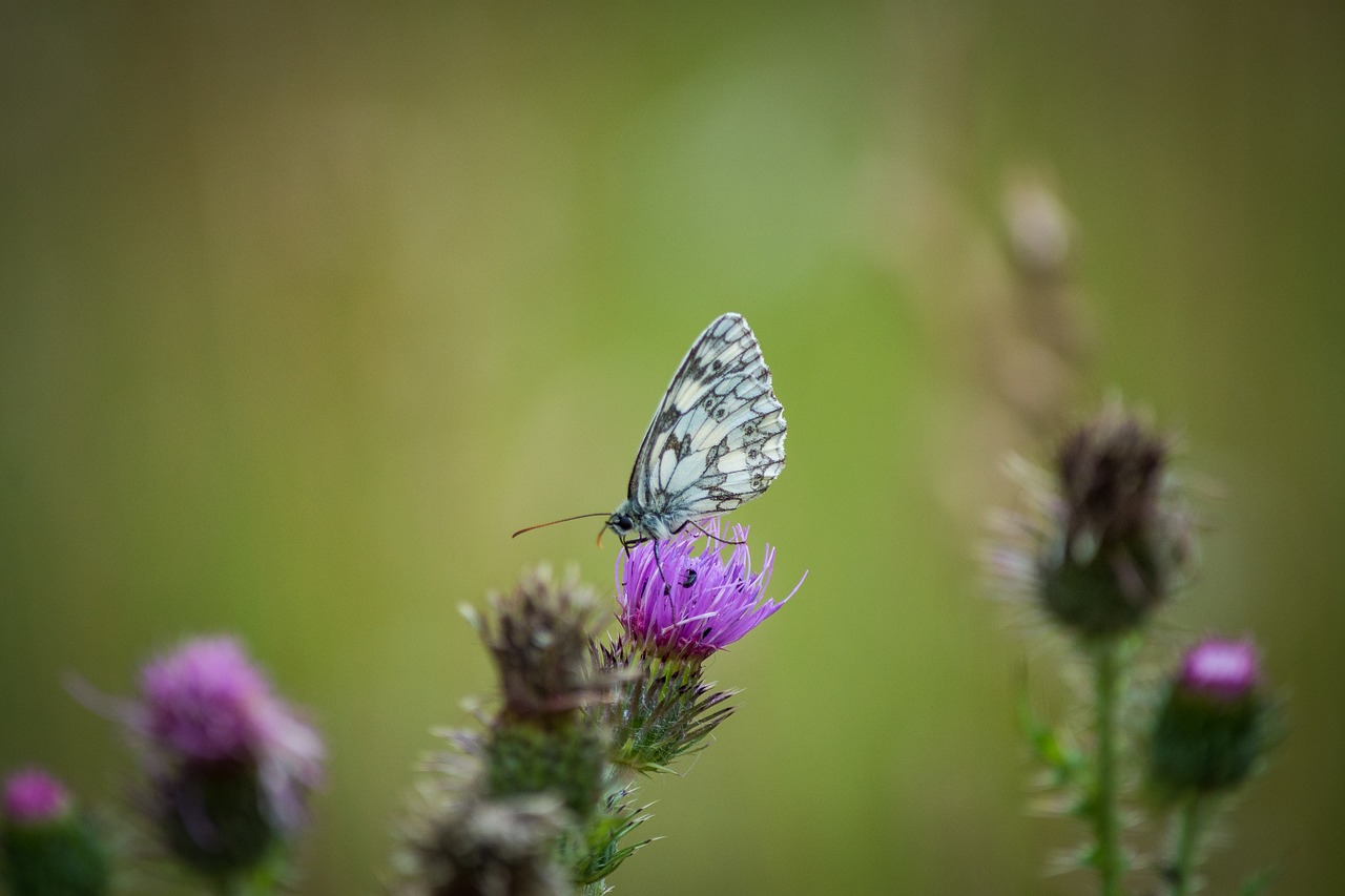 Image - butterfly macro small chess board