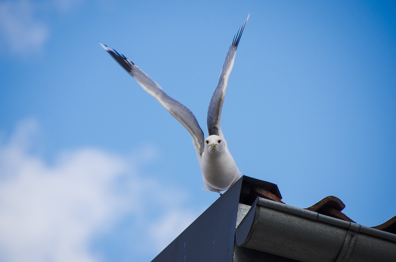 Image - seagull summer bird wings outspread